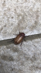 Melolonthinae
