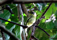 Piprites chloris