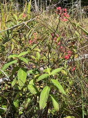 Viburnum cassinoides