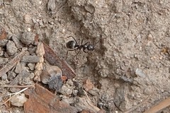 Formica fusca