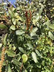 Colliguaja odorifera