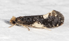Monopis spilotella