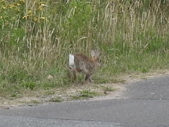 Oryctolagus cuniculus