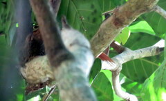 Philydor atricapillus