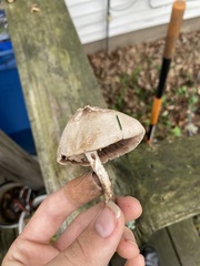 Agaricus leptocaulis