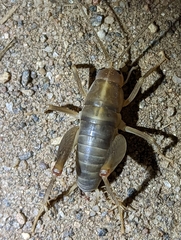 Ceuthophilus hesperus