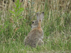 Oryctolagus cuniculus