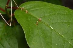 Eriophyes emarginatae