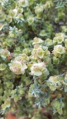 Maireana pyramidata