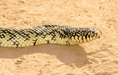 Lampropeltis holbrooki