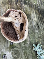 Agaricus leptocaulis