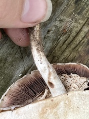 Agaricus leptocaulis