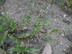 Persicaria maculosa