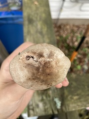 Agaricus leptocaulis