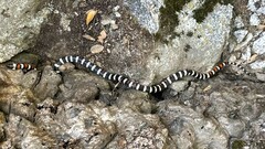 Lampropeltis zonata