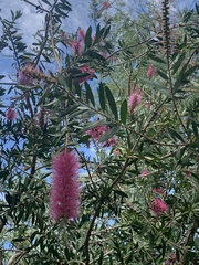 Melaleuca