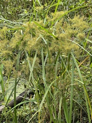 Cyperus erythrorhizos