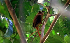 Philydor atricapillus