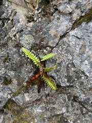 Polystichum lonchitis