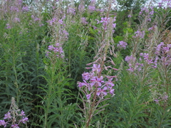 Chamaenerion angustifolium