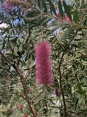 Melaleuca