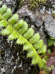 Polystichum lonchitis