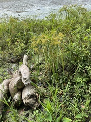 Cyperus erythrorhizos