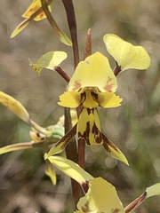 Diuris