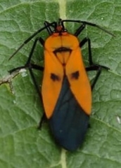 Oncopeltus varicolor