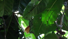 Philydor atricapillus