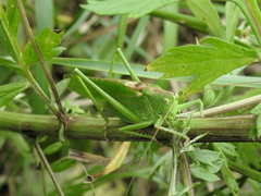 Tettigonia viridissima