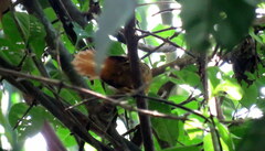 Philydor atricapillus