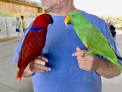 Eclectus roratus