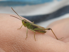 Pseudochorthippus parallelus