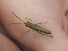 Pseudochorthippus parallelus