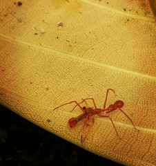 Myrmaplata plataleoides