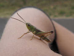 Pseudochorthippus parallelus