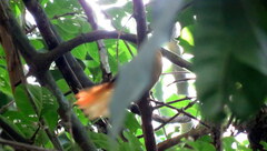 Philydor atricapillus