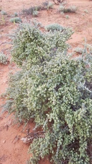 Maireana pyramidata