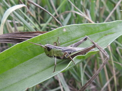 Pseudochorthippus parallelus