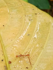 Myrmaplata plataleoides