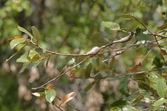 Protobalandricus spectabilis