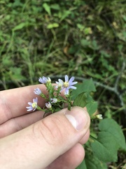 Symphyotrichum drummondii