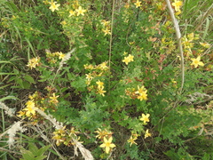Hypericum perforatum
