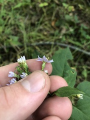 Symphyotrichum drummondii