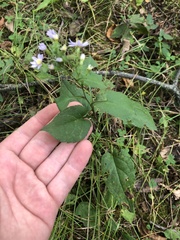 Symphyotrichum drummondii