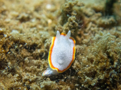 Diaphorodoris