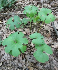 Sanguinaria canadensis