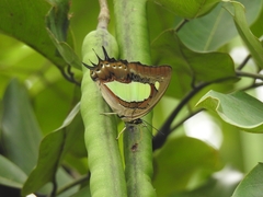 Polyura bharata