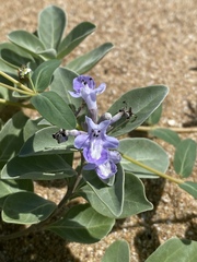 Vitex rotundifolia